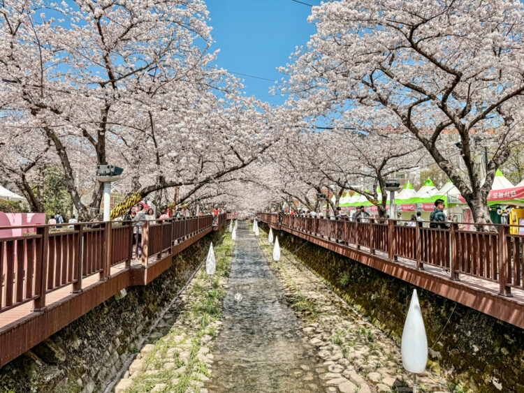 pesona-festival-bunga-sakura-jinhae