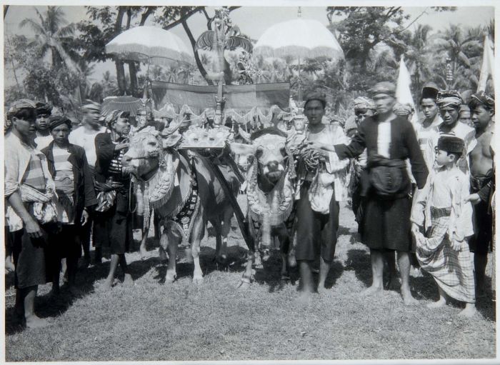 pesona-festival-karapan-sapi-madura