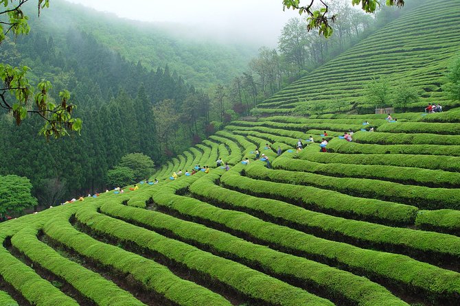 pesona-festival-teh-hijau-di-boseong