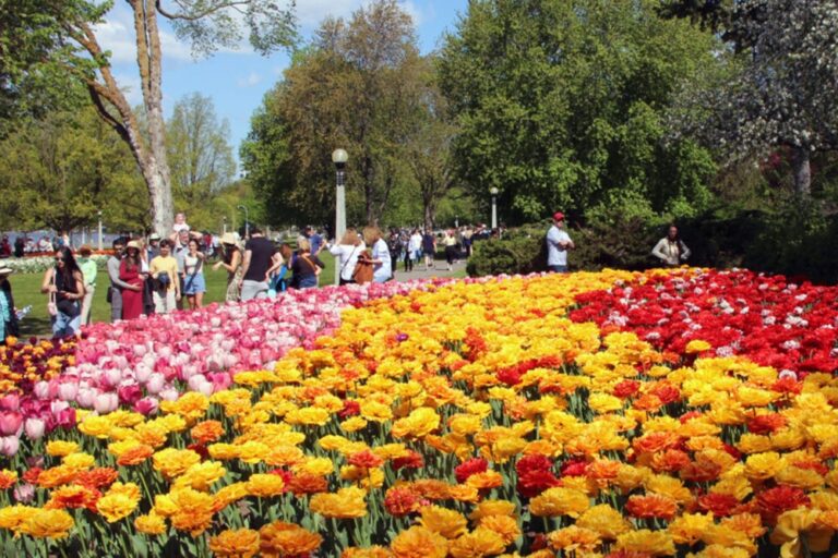festival-tulip-perayaan-warna-warni-di-tengah-musim-semi