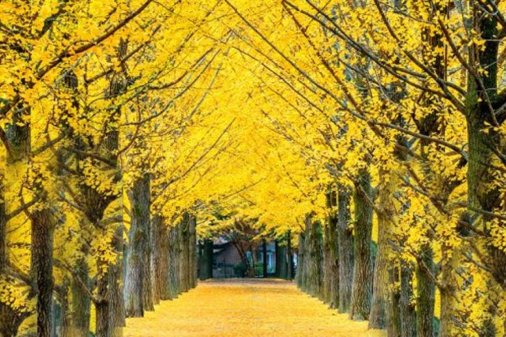 festival-golden-autumn-perayaan-musim-gugur-yang-memikat-di-indonesia