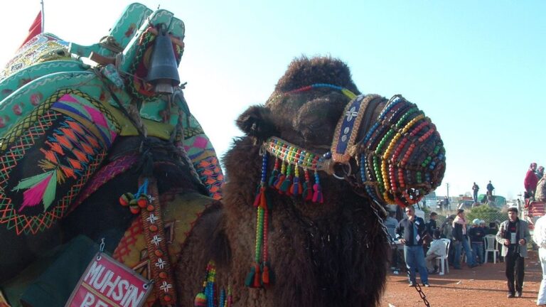 festival-gulat-unta-tradisi-unik-dan-budaya-di-indonesia