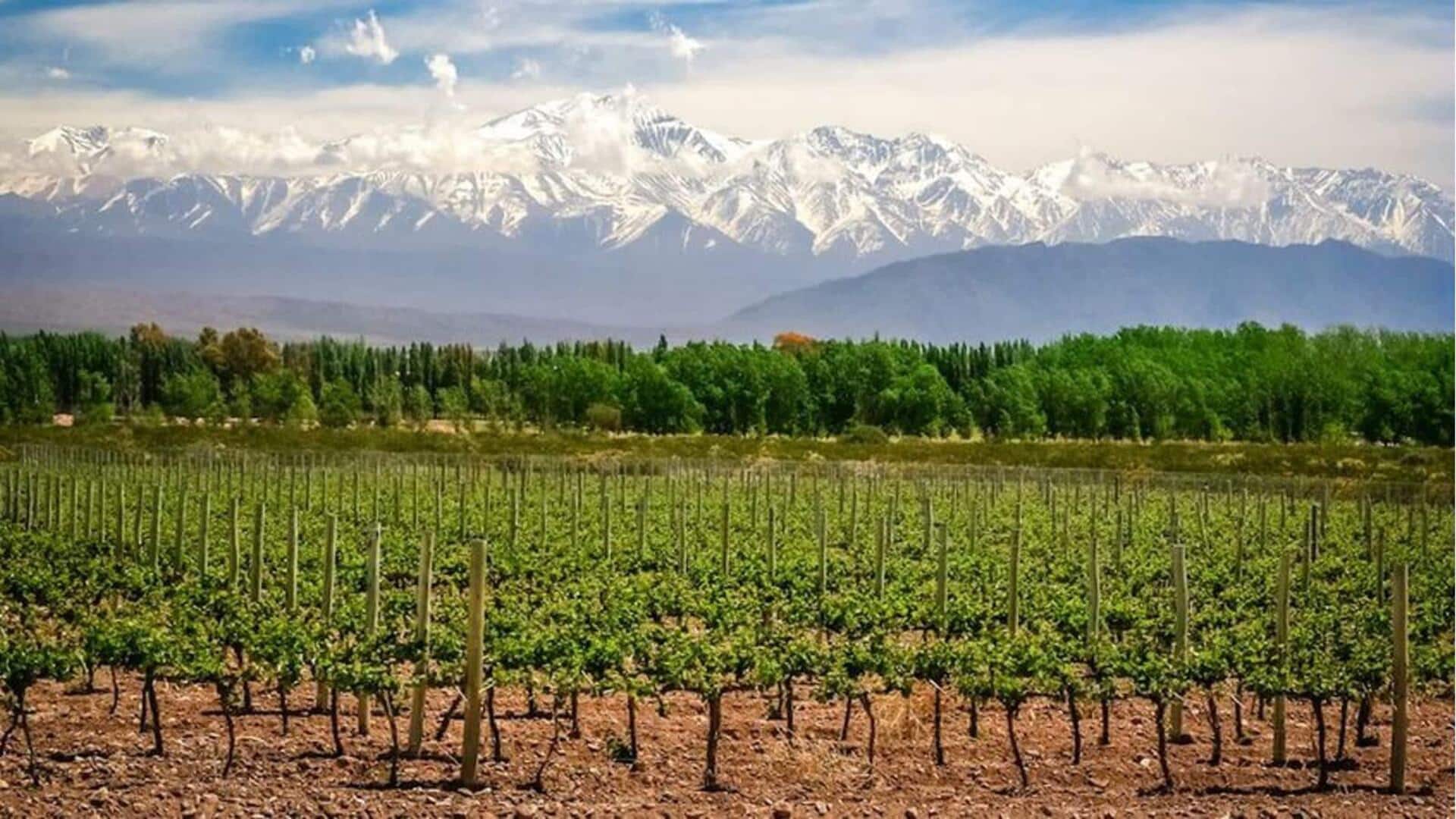festival-panen-anggur-perayaan-tradisional-di-argentina