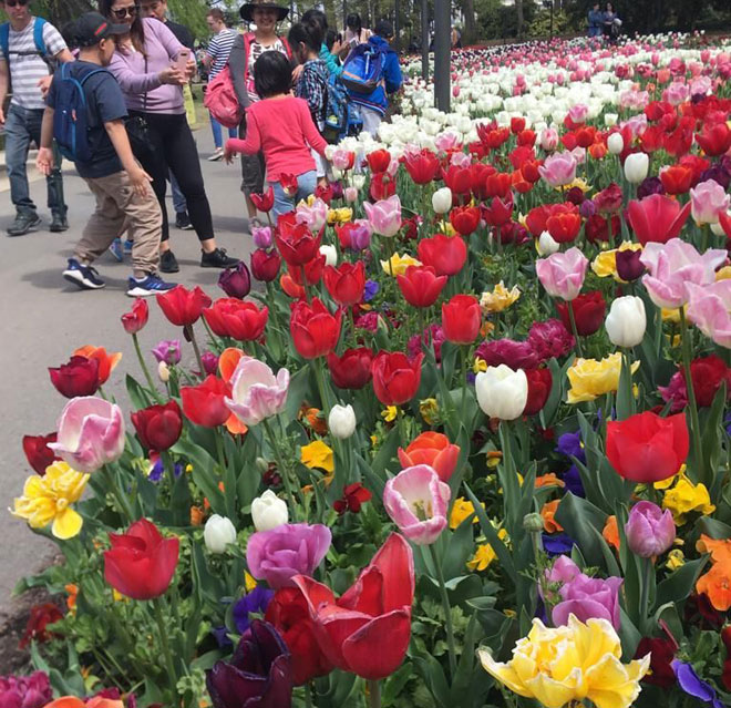 festival-tulip-perayaan-warna-warni-musim-semi-di-indonesia