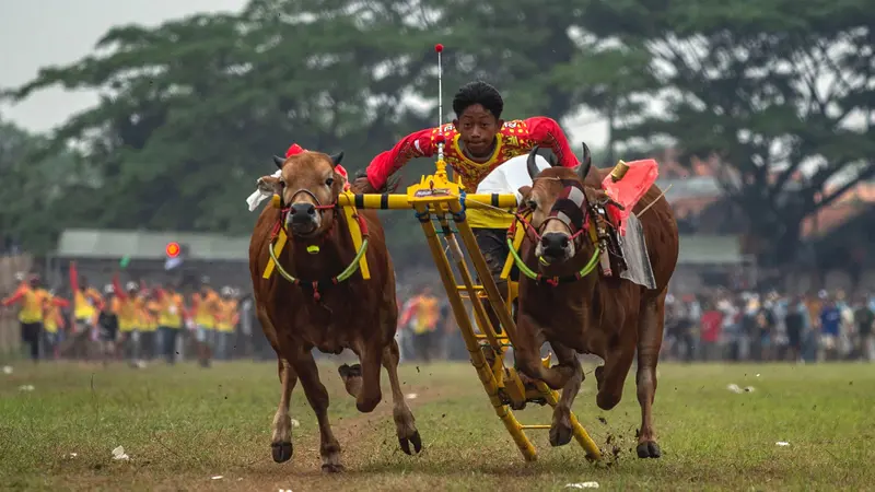 karapan-sapi-madura-tradisi-balap-kerbau-yang-ikonik