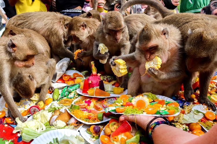 perjamuan-monyet-lopburi-tradisi-unik-di-kota-thailand