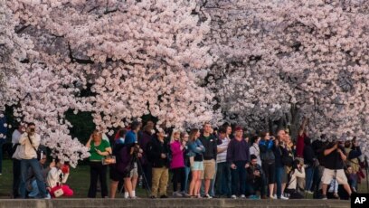 festival-bunga-cherry-nasional-di-washington-d-c-keindahan-musim-semi