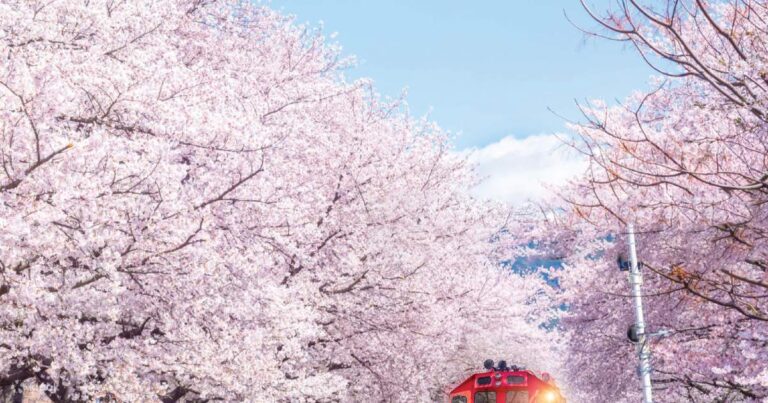 festival-bunga-sakura-jinhae-pesona-musim-semi-di-korea-selatan