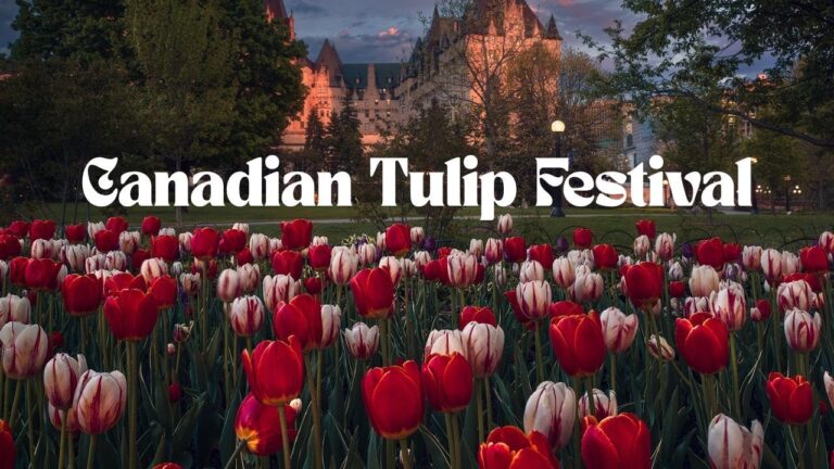 festival-bunga-tulip-di-ottawa-kanada-pesona-musim-semi
