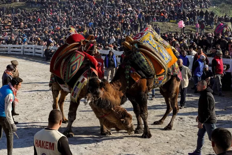 festival-gulat-unta-tradisi-unik-dan-budaya-di-indonesia