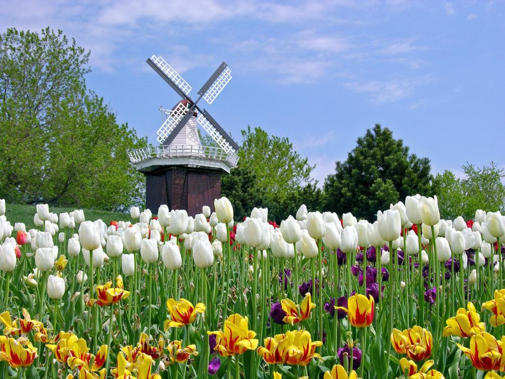 keindahan-festival-bunga-tulip-di-indonesia-yang-menawan