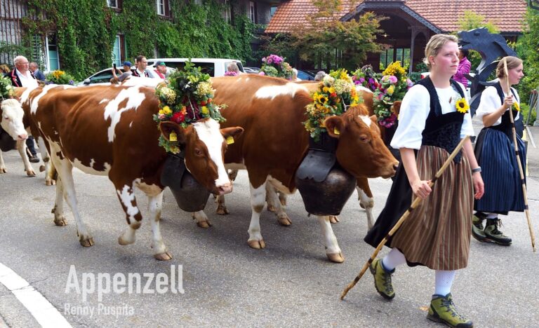 desalpe-tradisi-penurunan-sapi-musim-semi-di-pegunungan