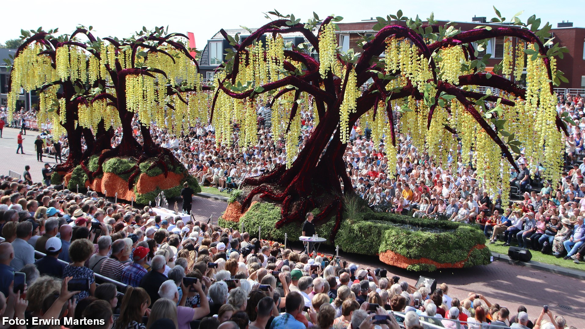 festival-bunga-bloemencorso-zundert-perayaan-warna-warni-dan-kreativitas