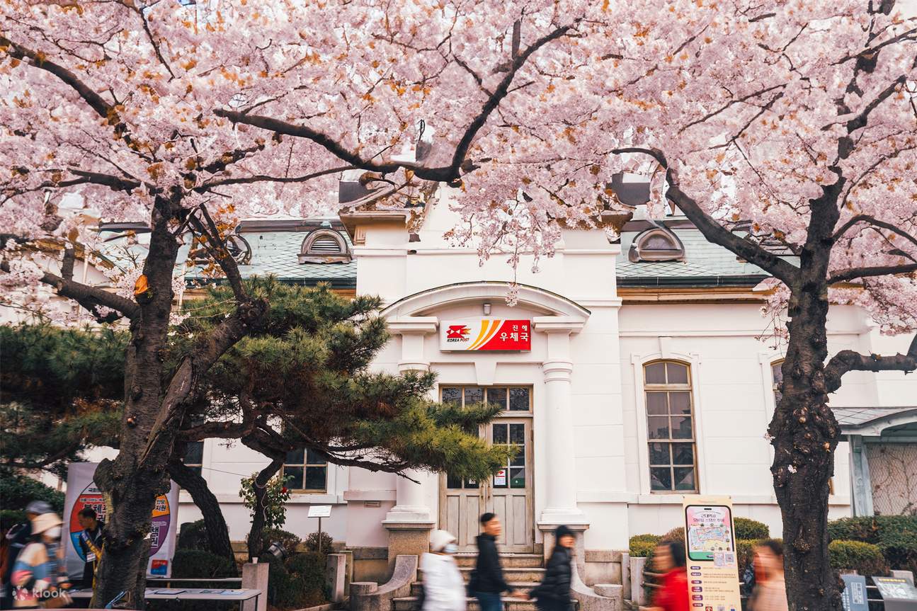 festival-bunga-sakura-jinhae-keindahan-musim-semi-di-korea-selatan