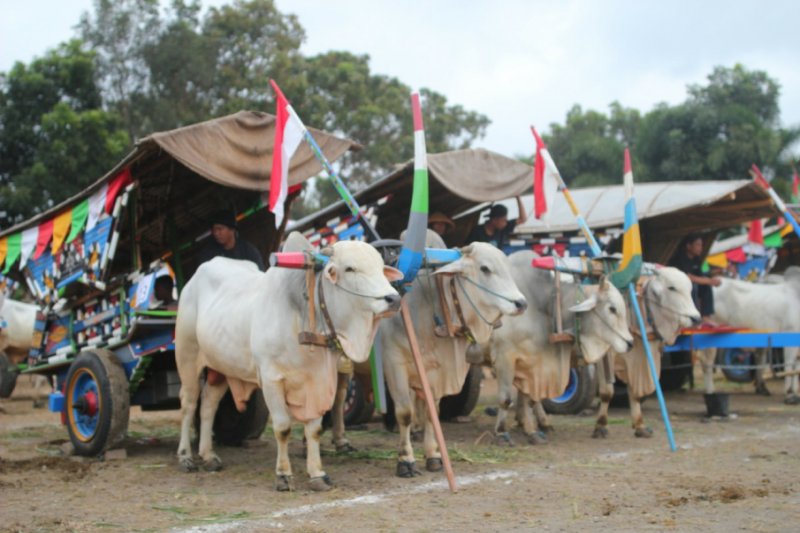 festival-gerobak-sapi-tradisi-dan-keunikan-budaya-lokal