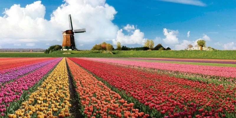 keindahan-festival-bunga-tulip-di-kebun-keukenhof