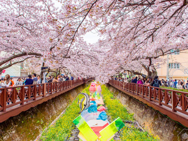 festival-bunga-sakura-jinhae-keindahan-musim-semi-di-korea-selatan