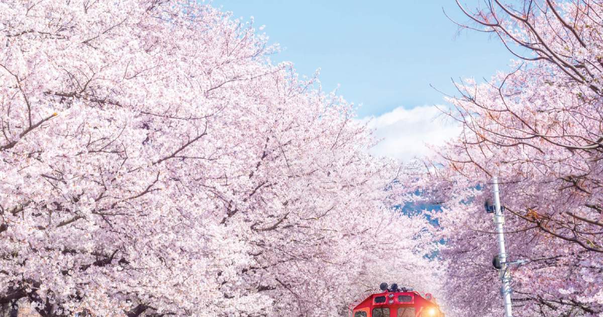 festival-bunga-sakura-jinhae-pesona-musim-semi-di-korea-selatan