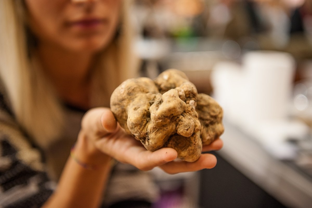festival-truffle-putih-alba-perayaan-rasa-eksklusif-dari-italia